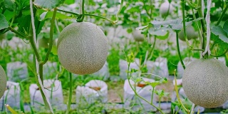 日本瓜或绿瓜