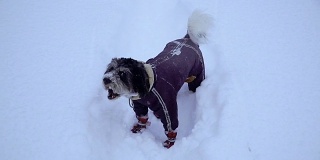 冬天。狗在雪里