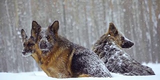 牧羊犬。牧羊犬在雪地里奔跑