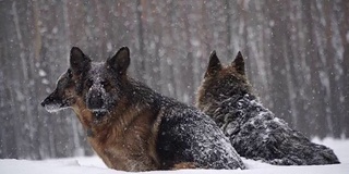 牧羊犬。牧羊犬在雪地里奔跑