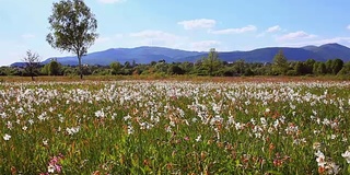 山野上美丽的水仙花。花场山