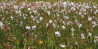 田野里盛开的白色水仙花。美丽的花卉景观