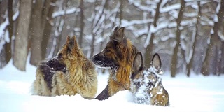 牧羊犬。牧羊犬在雪地里奔跑