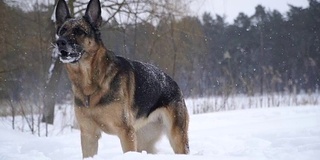 牧羊犬。牧羊犬在雪地里奔跑