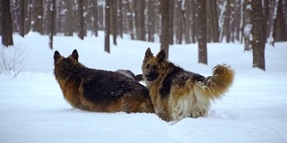 牧羊犬。牧羊犬在雪地里奔跑
