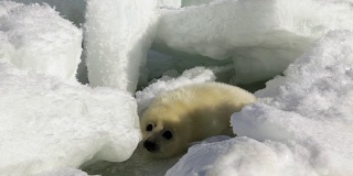 可爱的新生海豹在冰上看着镜头