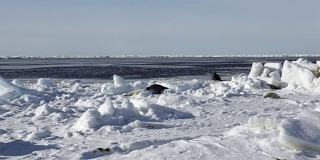 可爱的新生海豹妈妈在冰原上。