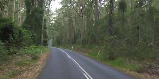 驾车穿过森林道路，Murramarang国家公园，澳大利亚