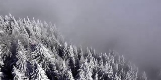 鸟瞰图的雪树在冬天的时间