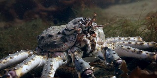 巴伦支海水下寻找食物的巨型帝王蟹。