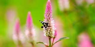 在绿色的野地背景下，蝴蝶在粉红色的花上