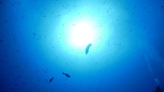 在海面下游泳的拿破仑濑鱼(座头鱼)视频素材模板下载