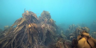 俄罗斯巴伦支海的巨大海藻在水下反射阳光。