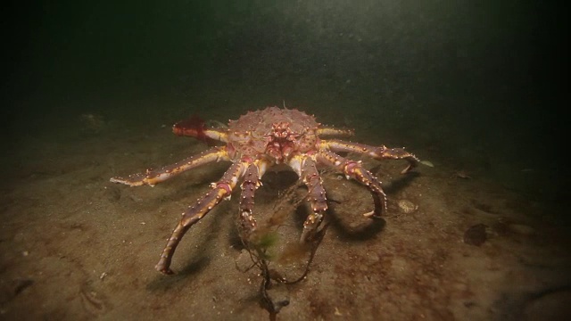 俄罗斯巴伦支海海底的巨型帝王蟹。