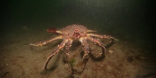 俄罗斯巴伦支海海底的巨型帝王蟹。