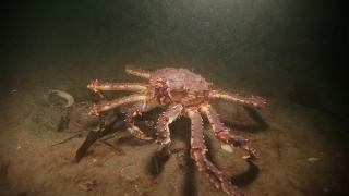 俄罗斯巴伦支海海底的巨型帝王蟹。视频素材模板下载