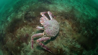 俄罗斯巴伦支海海底的巨型帝王蟹。视频素材模板下载
