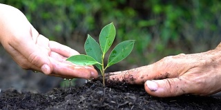 人们用双手呵护幼小的植物树木发芽。