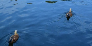 在池塘里喂红贝鸭