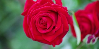 深红色花园玫瑰