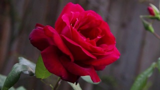 下午的红玫瑰视频素材模板下载