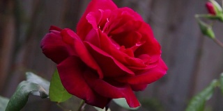 下午的红玫瑰