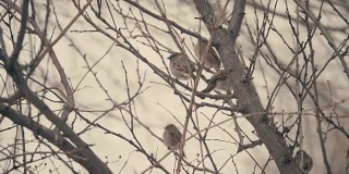 冬天，一群麻雀坐在树枝上