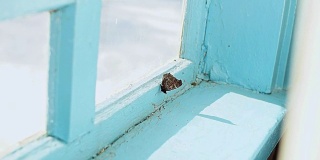 锁在屋里的孔雀蝶，在老房子的窗户上飞舞。