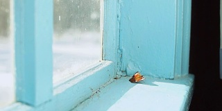锁在屋里的孔雀蝶，在老房子的窗户上飞舞。