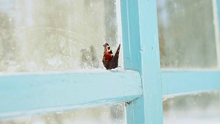 锁在屋里的孔雀蝶，在老房子的窗户上飞舞。视频素材模板下载