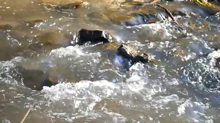 这是一条山间河流的特写，水流湍急视频素材模板下载