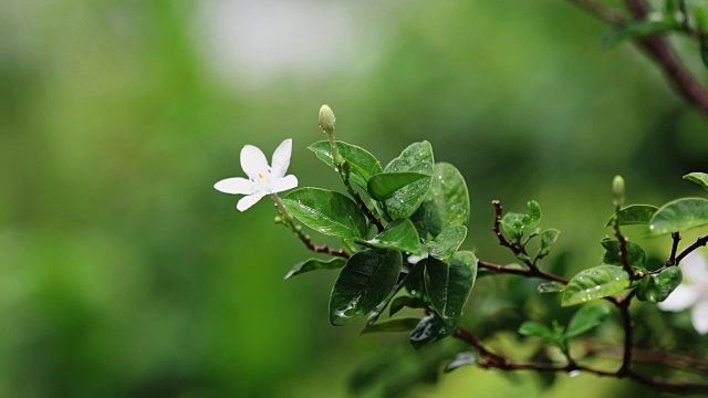 清新的绿叶枝带着白花在清晨雨后的花园中，清新的雨后时间概念，4K Dci分辨率