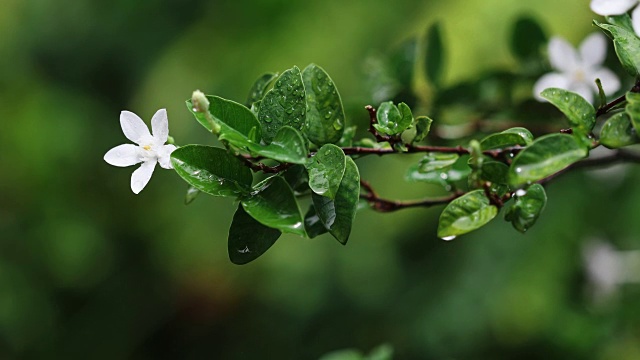 清新的绿叶枝带着白花在清晨雨后的花园中，清新的雨后时间概念，4K Dci分辨率