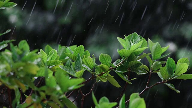 合上翠绿鲜叶枝头下的热带雨水滴落在花园中，4K Dci分辨率