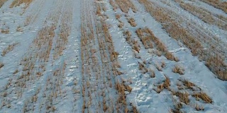 冬季农田与麦茬雪，鸟瞰图