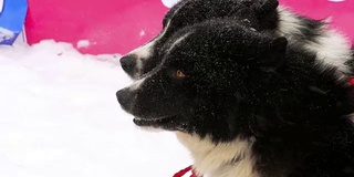 比赛前的哈士奇雪橇犬