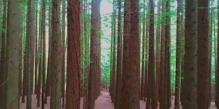 红杉森林