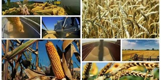 玉米和小麦收获-概念视频动画