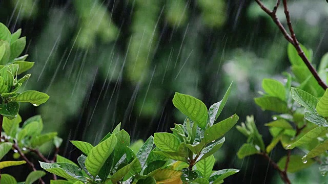 近观翠绿鲜叶枝头下的热带雨水滴落在花园里，分辨率为4K Dci