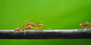 红蚂蚁走路的镜头。