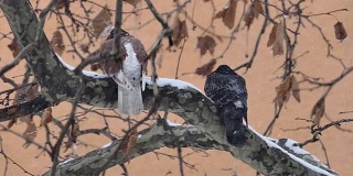 野鸽在树枝上，当雪花飘落时，走近了