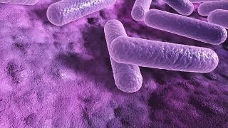 表面上的细菌，微观的3d特写动画视频素材模板下载