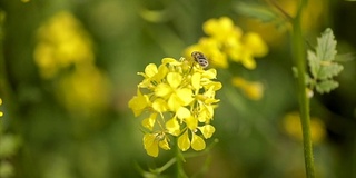 蜜蜂从芥菜花蜜中采集花蜜的慢动作。