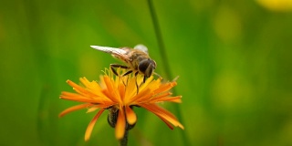 高山草甸。黄蜂从高山绉花收集花蜜。