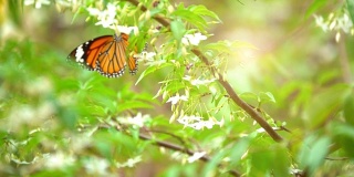 慢镜头蝴蝶飞在花上的早晨。橙色蝴蝶是大自然的美