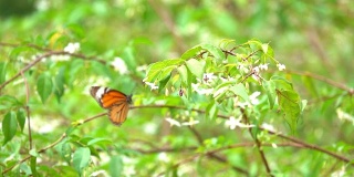 慢镜头蝴蝶飞在花上的早晨。橙色蝴蝶是大自然的美