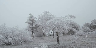 白雪覆盖的山空地。多风多雾的天气。树木和灌木上覆盖着一层厚厚的霜