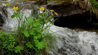 瀑布背景上的野花视频素材模板下载