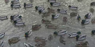 野鸭在湖里游泳，争夺食物。