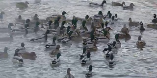 野鸭在湖里游泳，争夺食物。